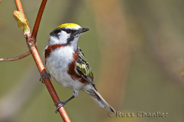 Chestnut-sided Warbler &copy; Russ Chantler